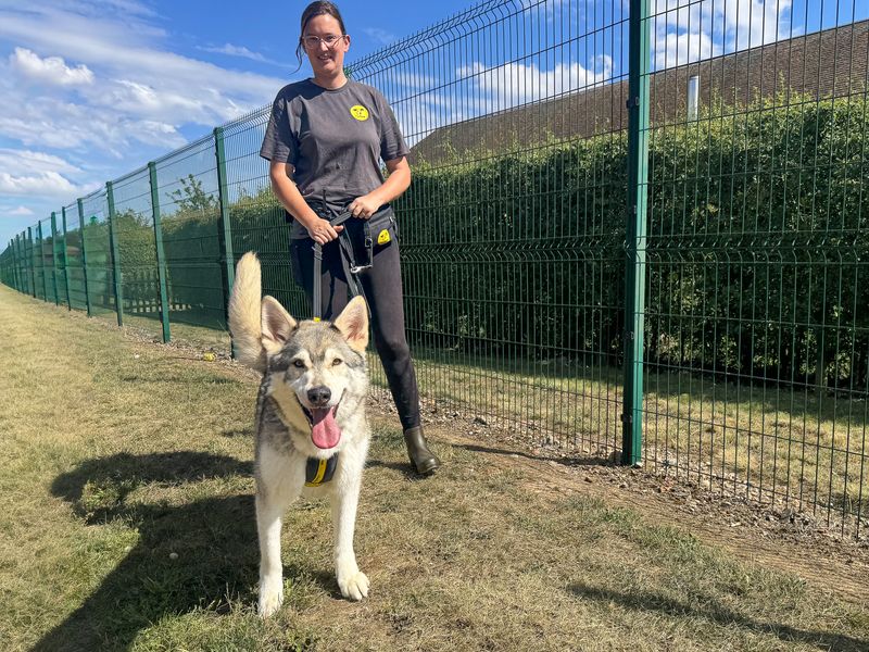 Warner | German Shepherd Dog Cross | Basildon (Essex) - 3