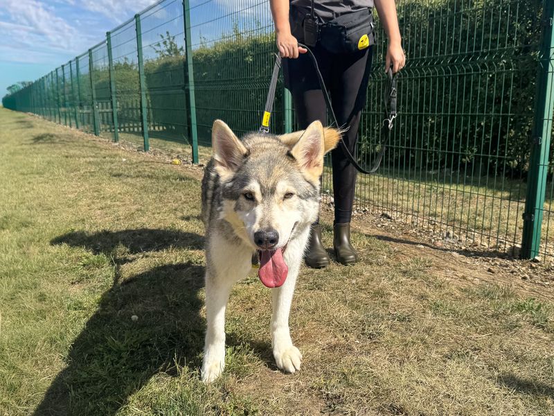 Warner | German Shepherd Dog Cross | Basildon (Essex) - 2