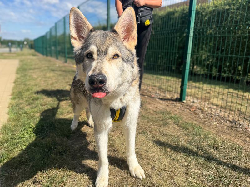 Warner | German Shepherd Dog Cross | Basildon (Essex) - 2