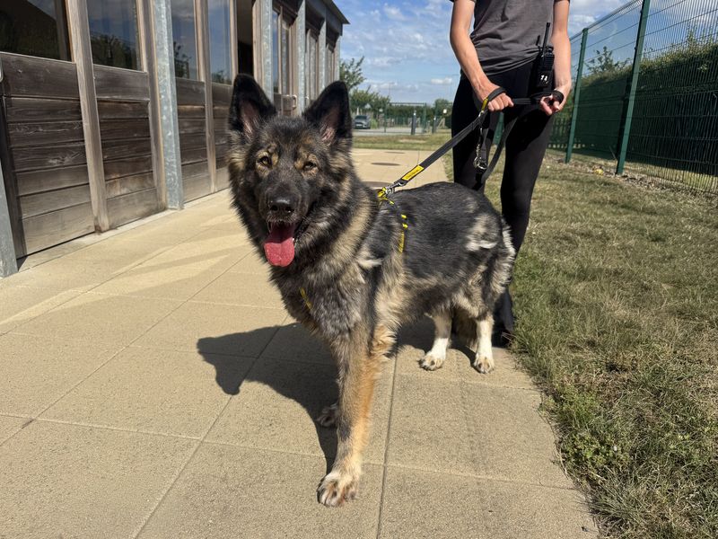 Oakley | German Shepherd Dog Cross | Basildon (Essex) - 4