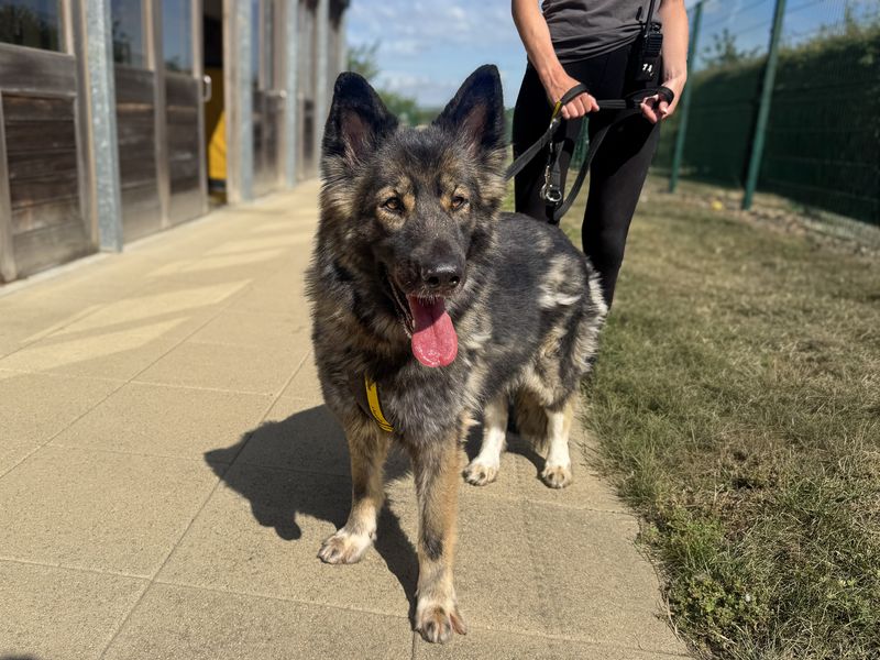 Oakley | German Shepherd Dog Cross | Basildon (Essex) - 2