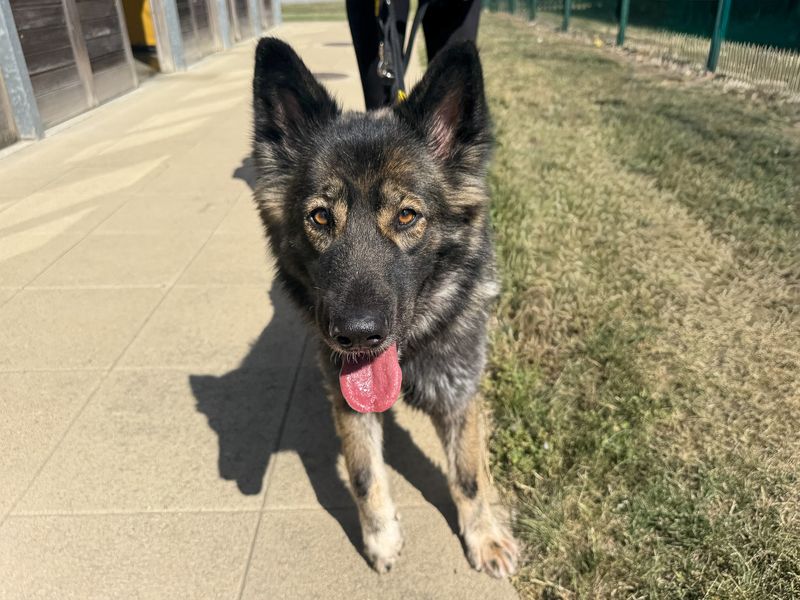 Oakley | German Shepherd Dog Cross | Basildon (Essex) - 3