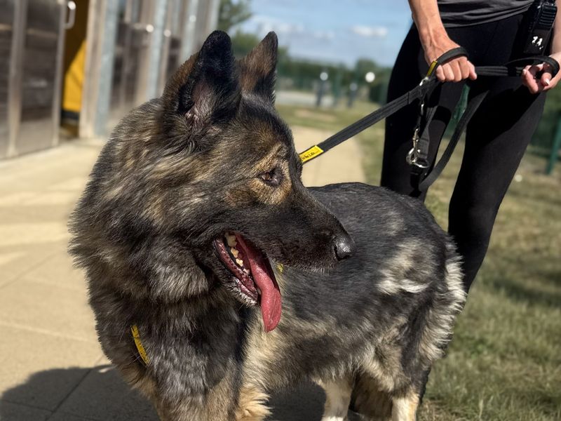 Oakley | German Shepherd Dog Cross | Basildon (Essex) - 1