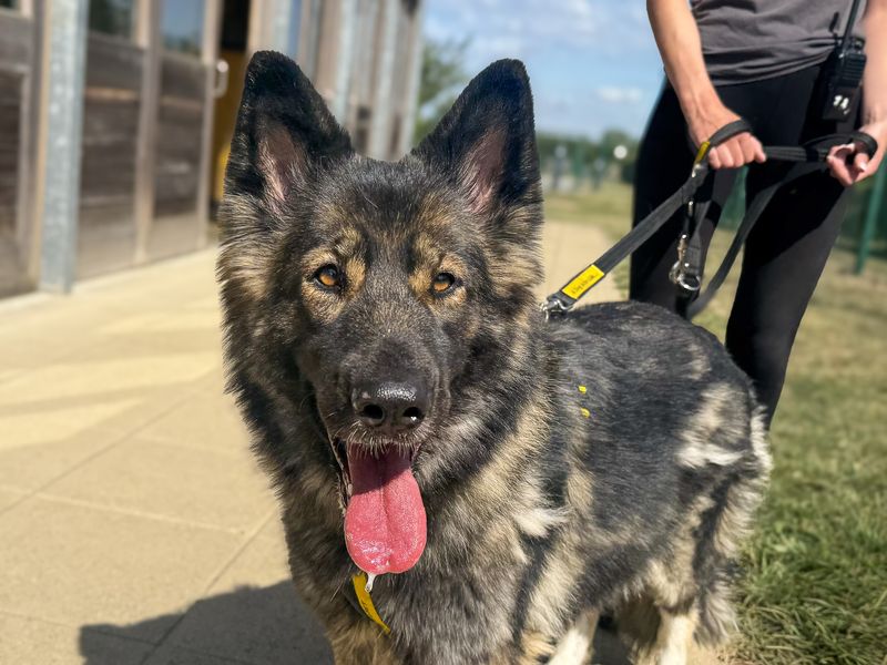 Oakley | German Shepherd Dog Cross | Basildon (Essex) - 5
