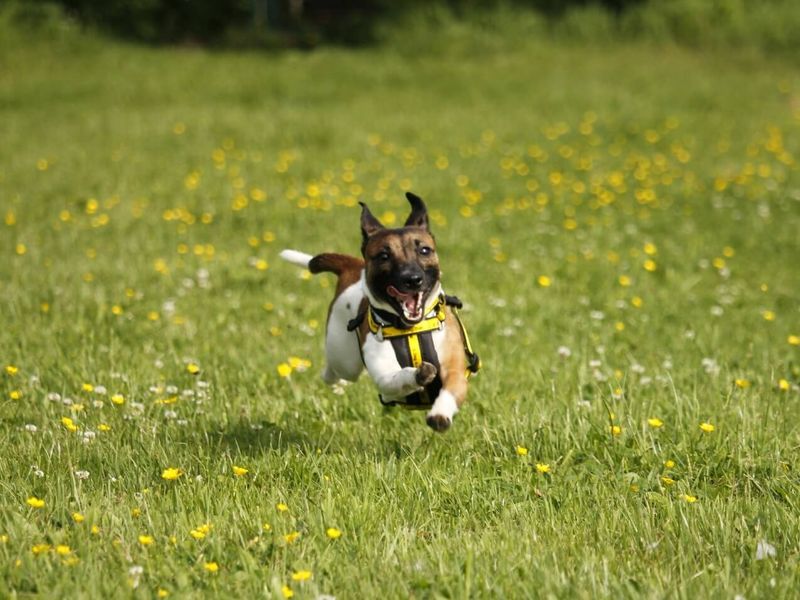 undefined | Terrier (Jack Russell) | undefined - 5