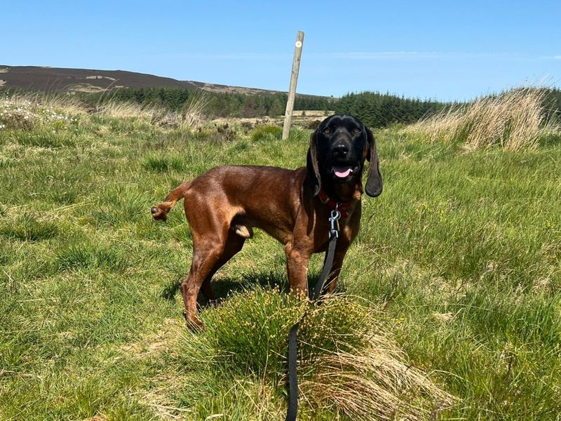 undefined | Bavarian Mountain Hound | undefined - 4