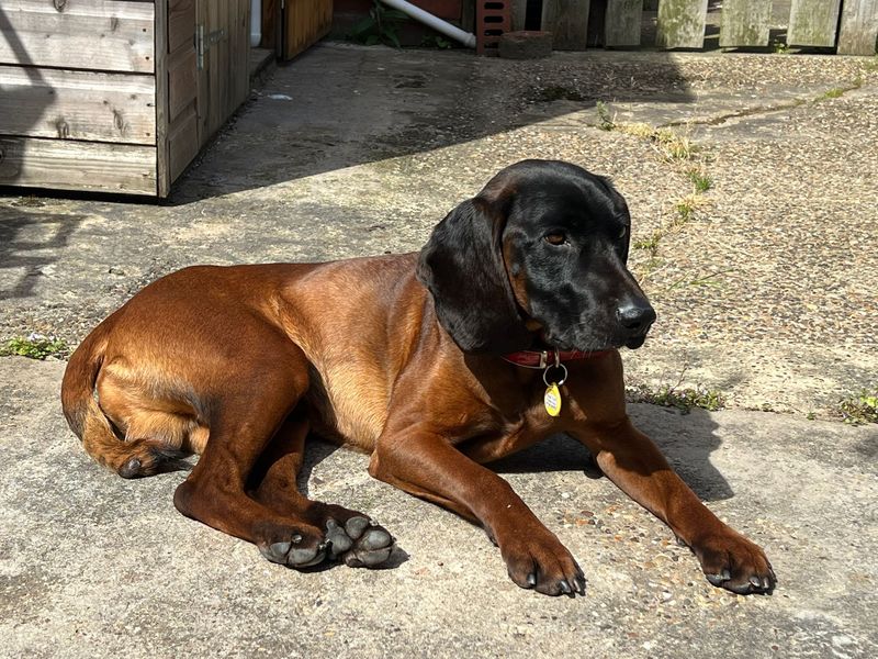 undefined | Bavarian Mountain Hound | undefined - 5