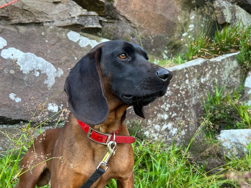 undefined | Bavarian Mountain Hound | undefined - 1