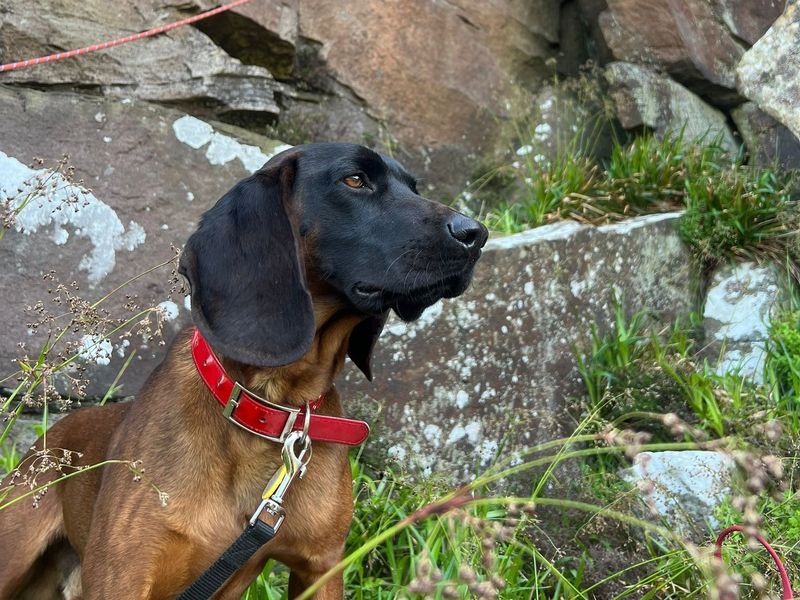 undefined | Bavarian Mountain Hound | undefined - 3