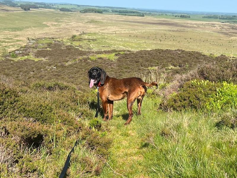 undefined | Bavarian Mountain Hound | undefined - 2