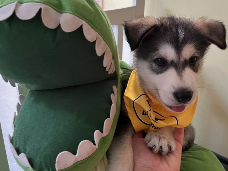 Rex - Image 4 of 5