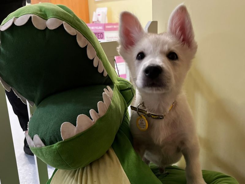 Rex - Image 3 of 5