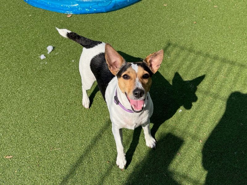 undefined | Terrier (Jack Russell) | undefined - 6