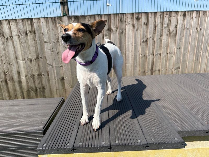undefined | Terrier (Jack Russell) | undefined - 5