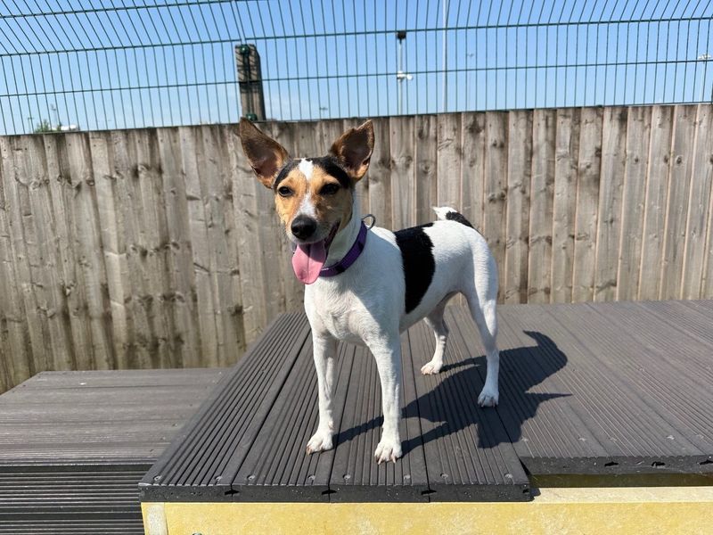 undefined | Terrier (Jack Russell) | undefined - 2
