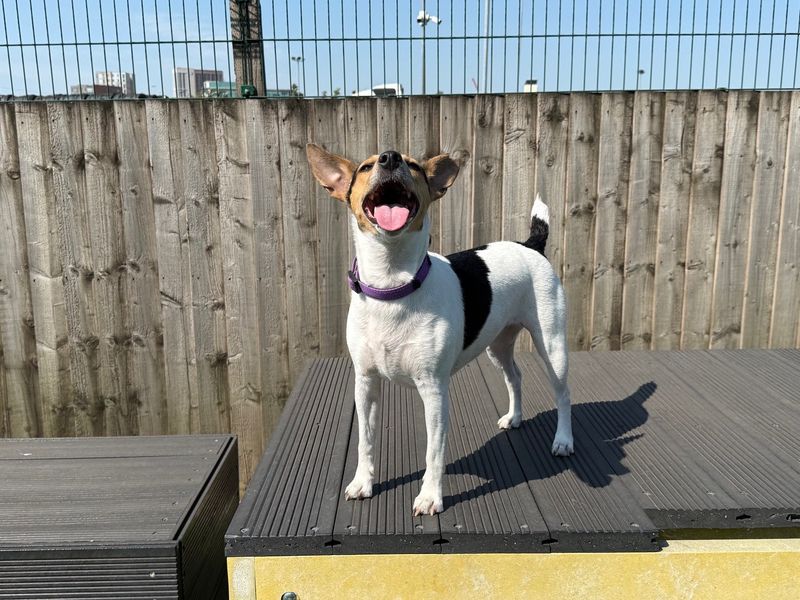 undefined | Terrier (Jack Russell) | undefined - 9