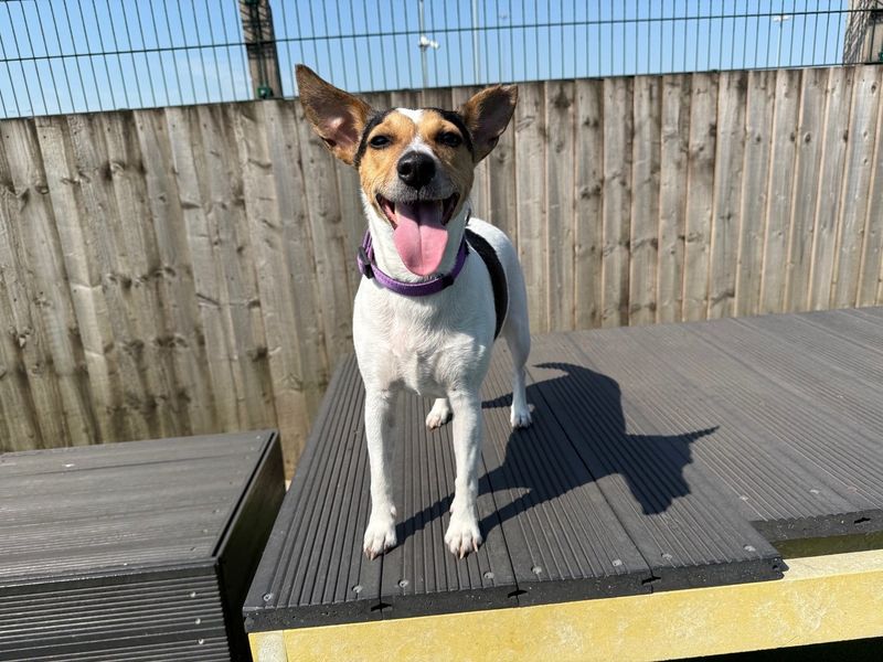 undefined | Terrier (Jack Russell) | undefined - 7