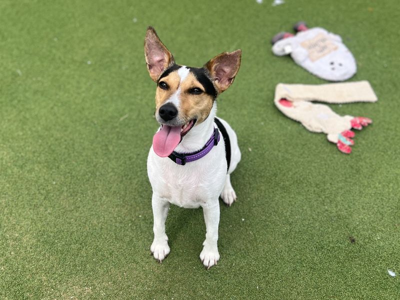undefined | Terrier (Jack Russell) | undefined - 4