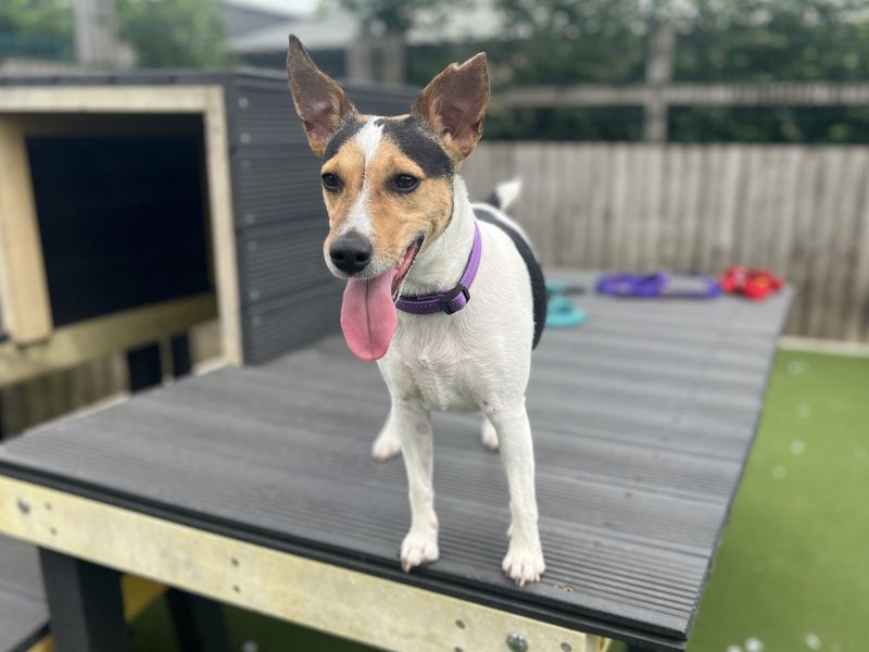 undefined | Terrier (Jack Russell) | undefined - 8