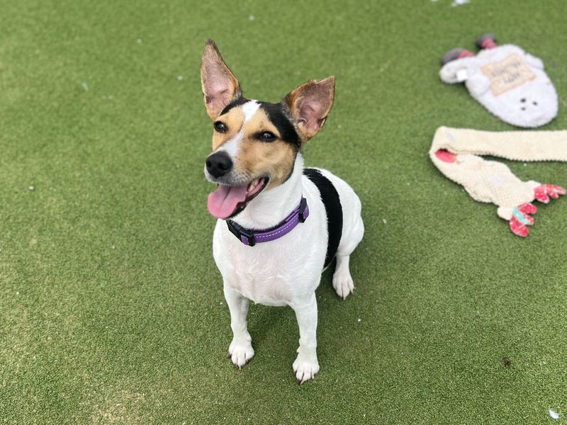 undefined | Terrier (Jack Russell) | undefined - 3