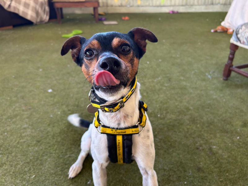 Otis R | Terrier (Parson Russell) | Snetterton (Norfolk) - 2