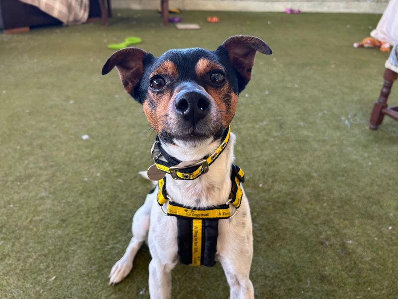 Otis R | Terrier (Parson Russell) | Snetterton (Norfolk) - 1