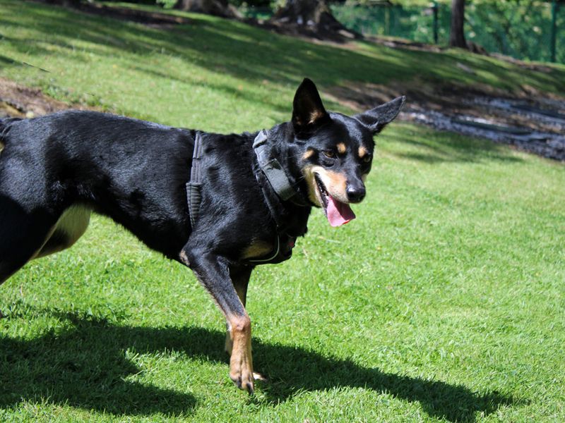 undefined | Australian Kelpie | undefined - 2