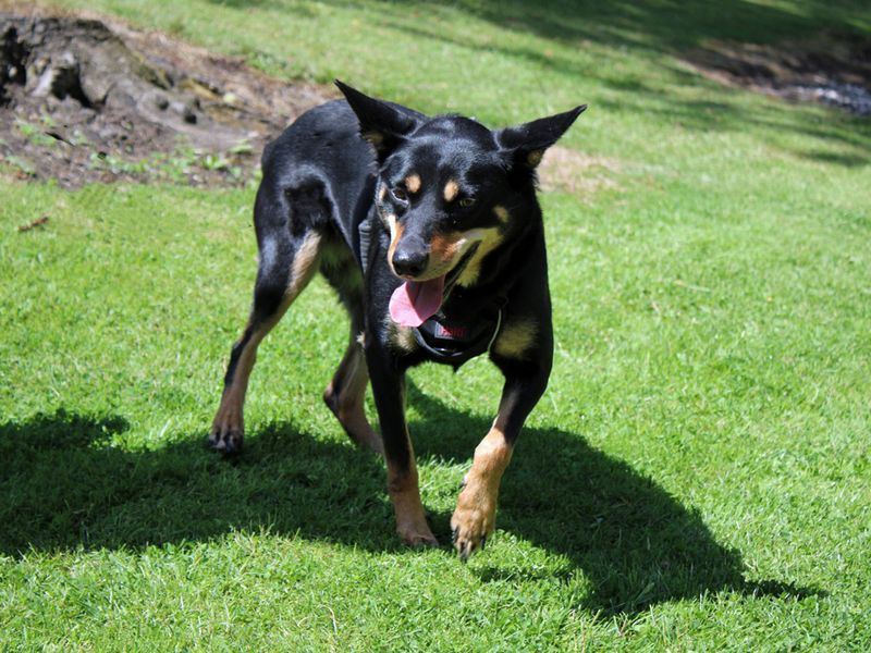 undefined | Australian Kelpie | undefined - 3