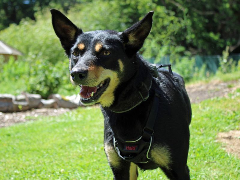 undefined | Australian Kelpie | undefined - 1