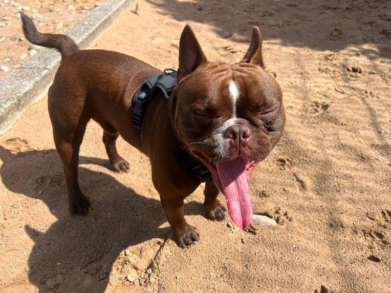 Rocco - Image 2 of 4