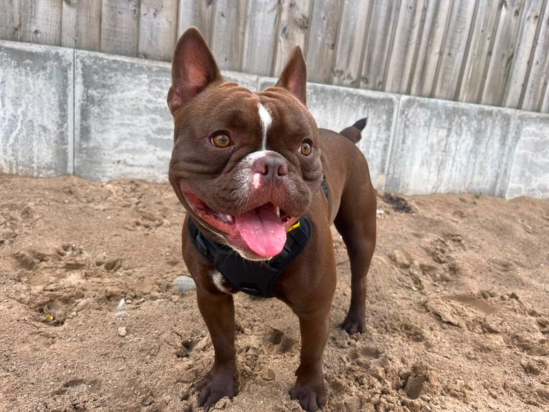 Rocco - Image 3 of 4