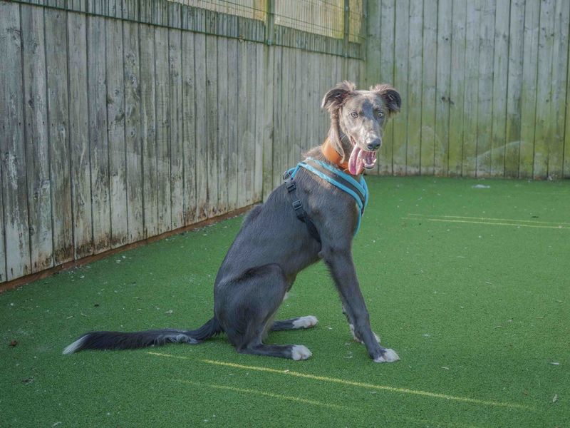 undefined | Lurcher | undefined - 2