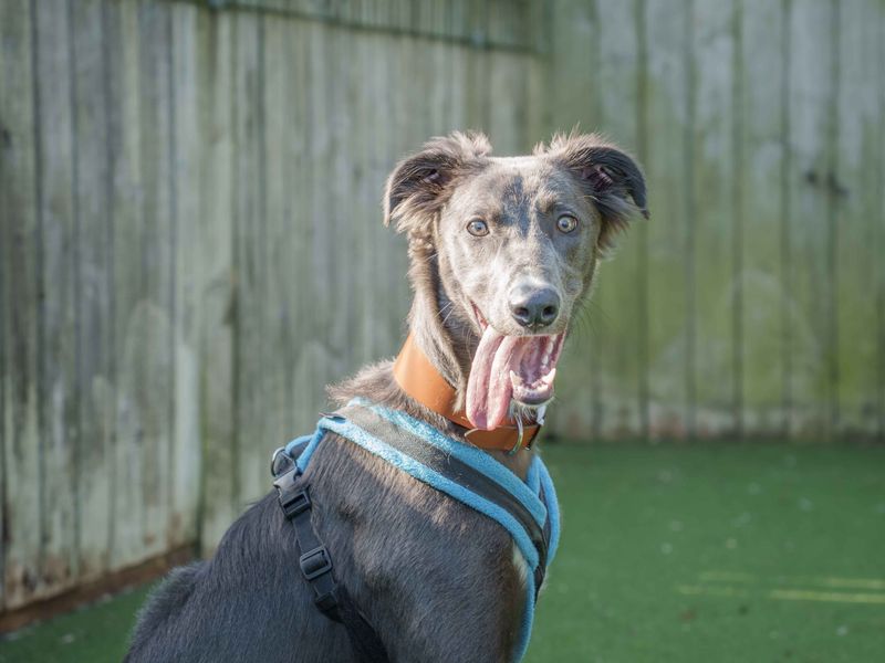 undefined | Lurcher | undefined - 4