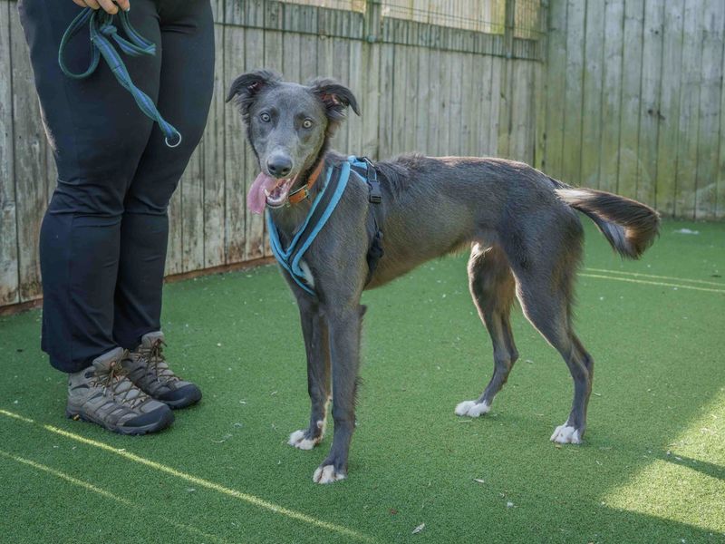 undefined | Lurcher | undefined - 3