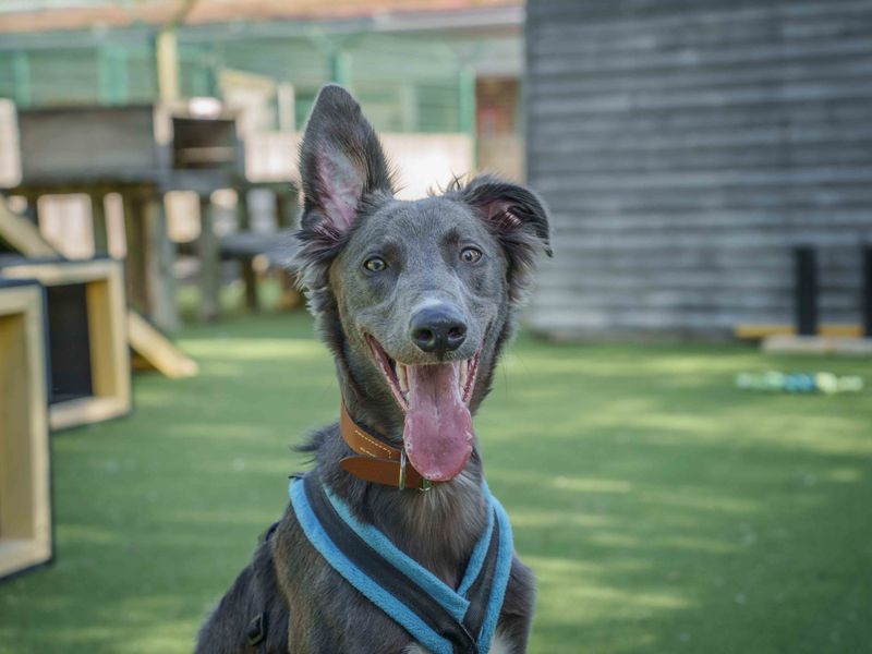 undefined | Lurcher | undefined - 1