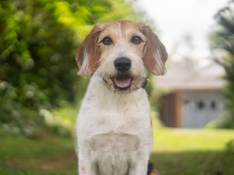 undefined | Beagle Cross | undefined - 2