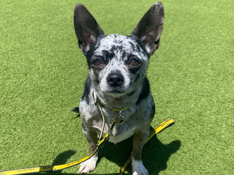 Chihuahua Dogs And Puppies For Adoption