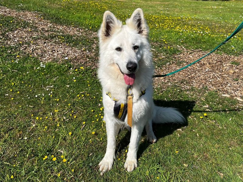 German Shepherd Dogs And Puppies For Adoption