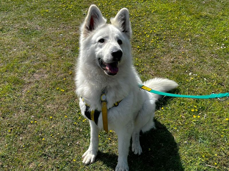 undefined | German Shepherd Dog | undefined - 2