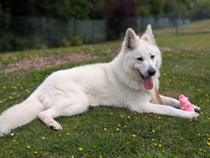 undefined | German Shepherd Dog | undefined - 4
