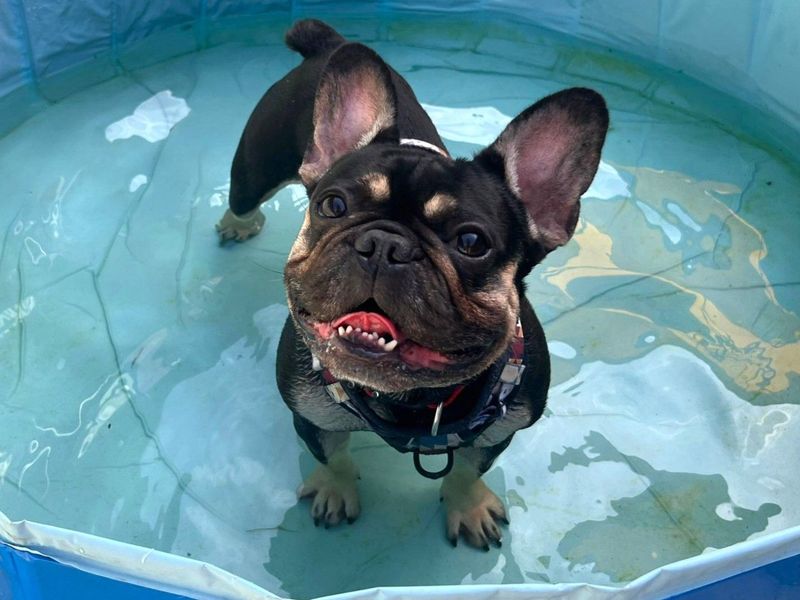Summer | French Bulldog | Harefield West London - 2
