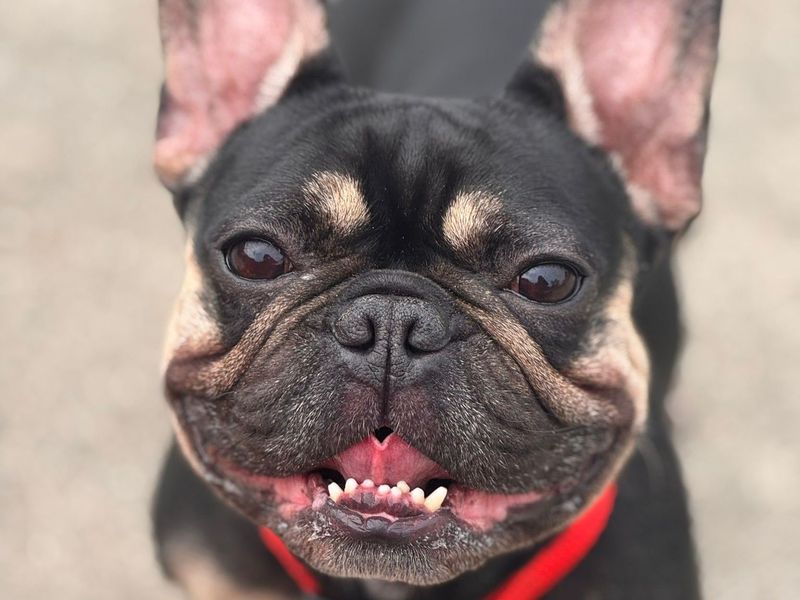 Summer | French Bulldog | Harefield West London - 3
