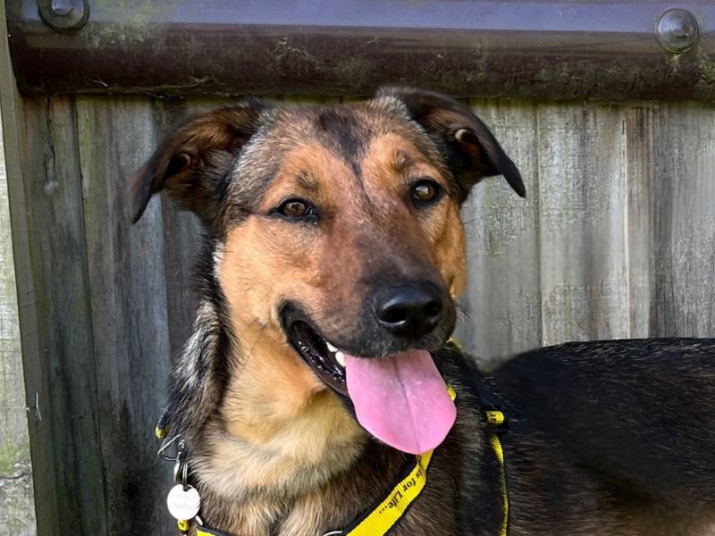 undefined | Akita Cross | undefined - 1