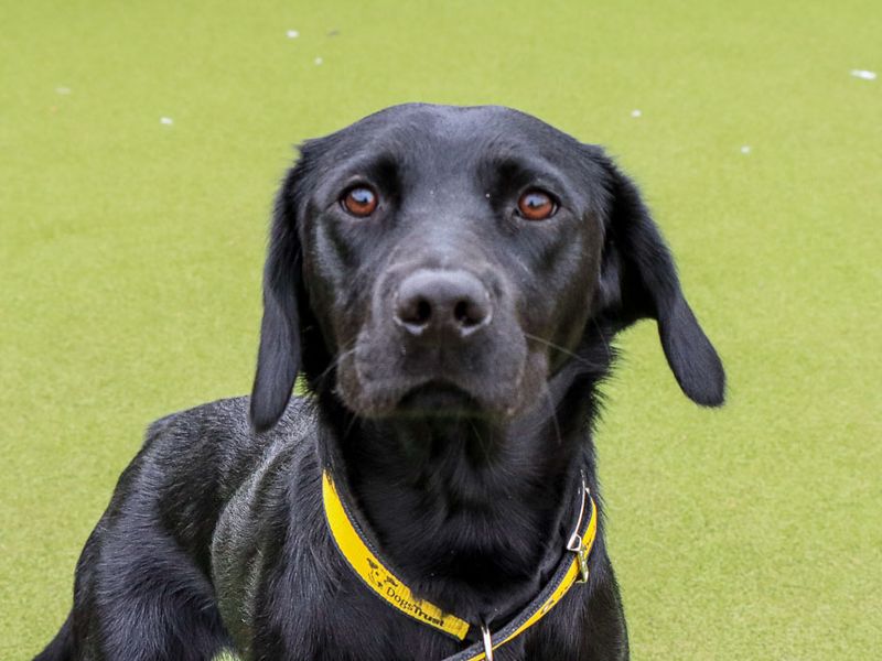 undefined | Retriever (Labrador) Cross | undefined - 3