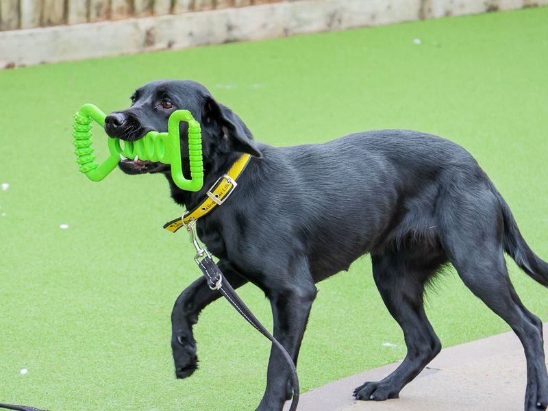 undefined | Retriever (Labrador) Cross | undefined - 4