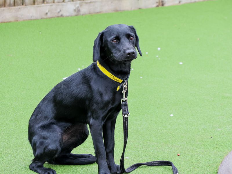 undefined | Retriever (Labrador) Cross | undefined - 2
