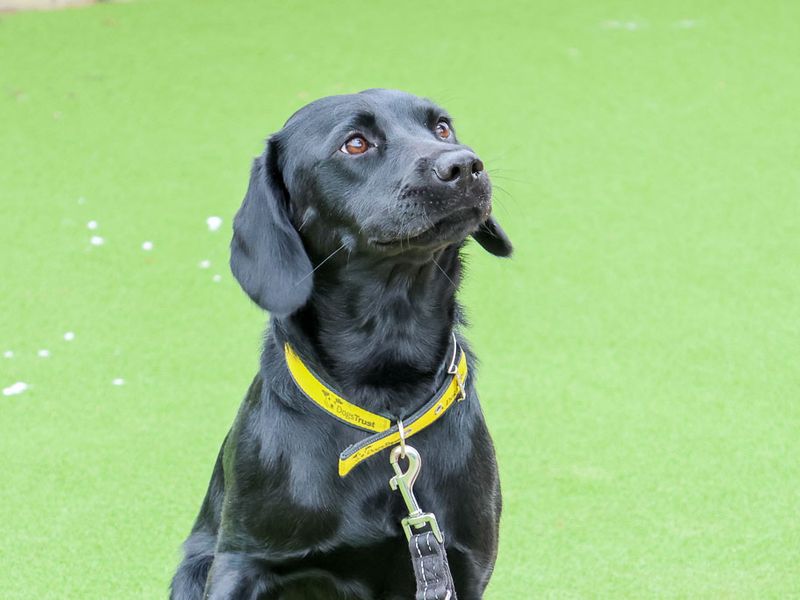undefined | Retriever (Labrador) Cross | undefined - 1
