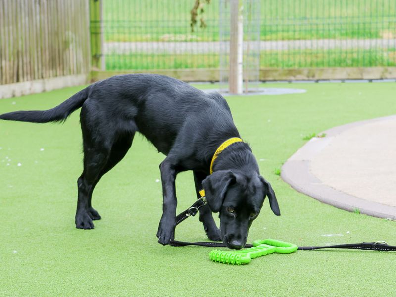 undefined | Retriever (Labrador) Cross | undefined - 5