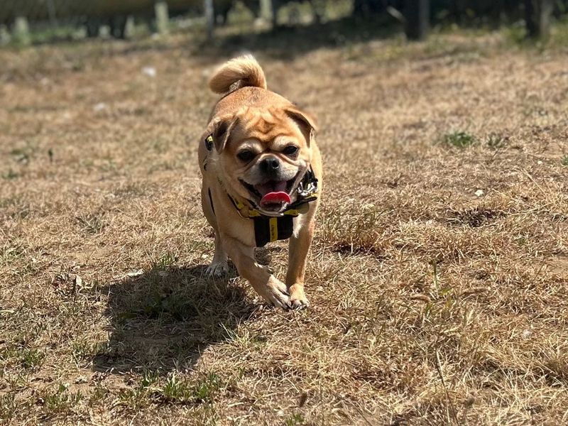 Dougie - Image 6 of 7
