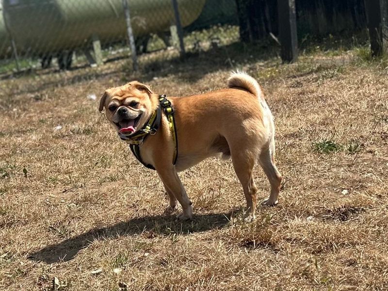 Dougie - Image 4 of 7
